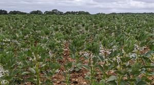Broadbean crop